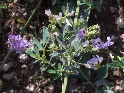 Alfalfa Alfalfa