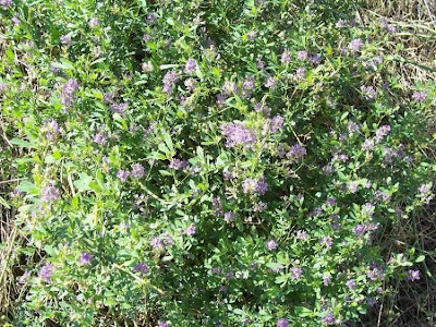 Alfalfa Alfalfa