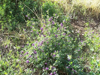 Alfalfa Alfalfa