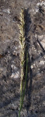Eyelash Pearl Grass
