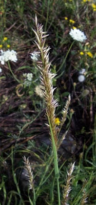 Eyelash Pearl Grass