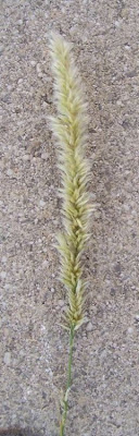 Eyelash Pearl Grass