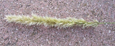 Eyelash Pearl Grass