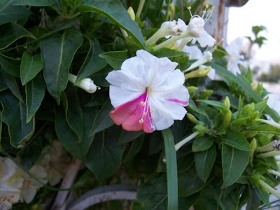 False jalap