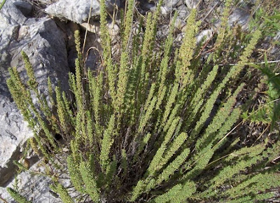 Micromeria juliana (L.) Bentham