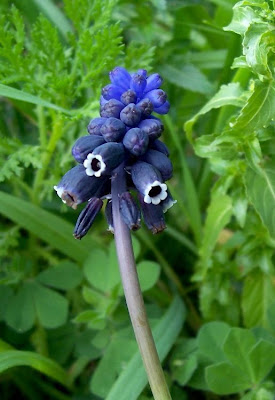 Grape-hyacinth