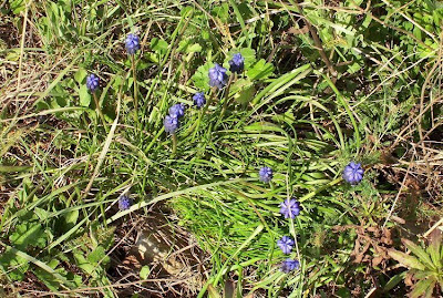 Grape-hyacinth
