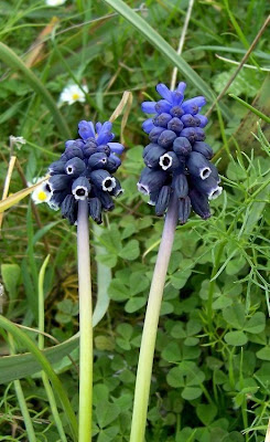 Grape-hyacinth