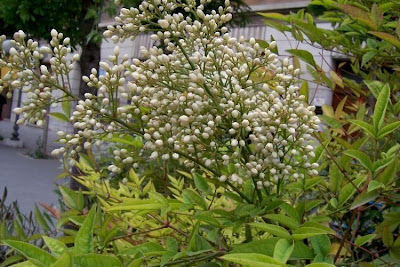Nandina domestica,
avenca-japon&ecirc;sa,
bamb&uacute;-celeste,
bamb&uacute;-do-c&eacute;u,
heavenly bamboo,
heavenly-bamboo,
nandina,
nanten,
sacred bamboo,
sacred-bamboo,
southern heaven-bamboo