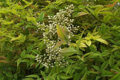 Nandina domestica,
avenca-japon&ecirc;sa,
bamb&uacute;-celeste,
bamb&uacute;-do-c&eacute;u,
heavenly bamboo,
heavenly-bamboo,
nandina,
nanten,
sacred bamboo,
sacred-bamboo,
southern heaven-bamboo