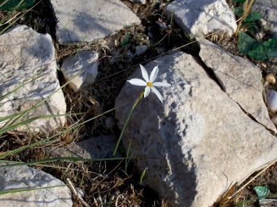 Narcissus serotinus L.