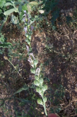 Sainfoin Sainfoin