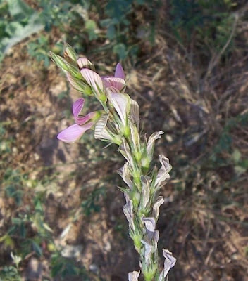 Sainfoin Sainfoin