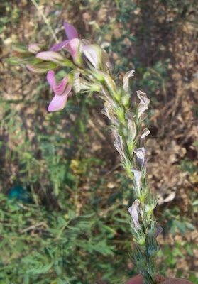 Sainfoin Sainfoin