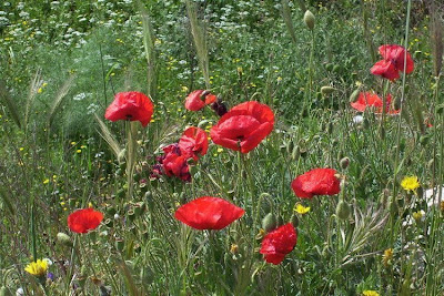 Flanders poppy