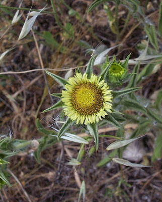 Pallenis spinosa,
Asterisco spinoso,
spiny pallenis