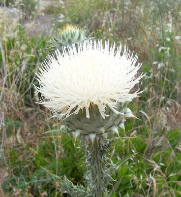 Cardo-ilírico Cardo-ilírico