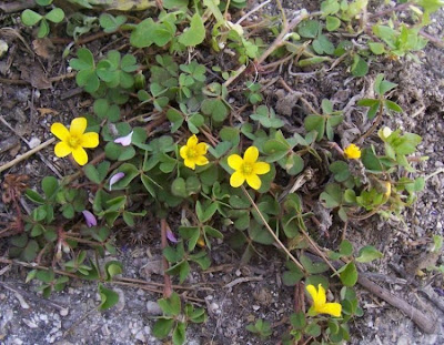Oxalis cornicul�e