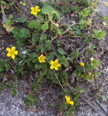 Oxalis cornicul�e