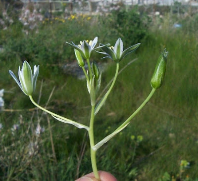 Narrow leaved Star of Bethlehem