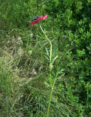 Amapola mestiza Amapola mestiza