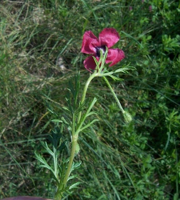 Amapola mestiza Amapola mestiza