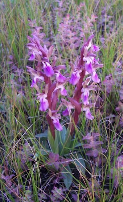 Sac orchid