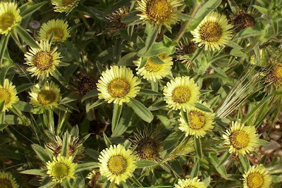 Pallenis spinosa,
Asterisco spinoso,
spiny pallenis