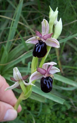 Siponto Ophrys Siponto Ophrys