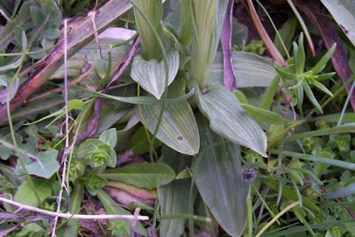Siponto Ophrys Siponto Ophrys