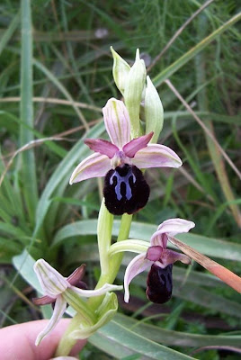 Siponto Ophrys Siponto Ophrys
