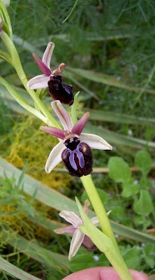 Siponto Ophrys Siponto Ophrys