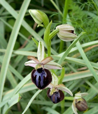 Siponto Ophrys Siponto Ophrys