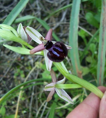 Siponto Ophrys Siponto Ophrys