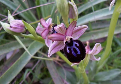 Siponto Ophrys Siponto Ophrys