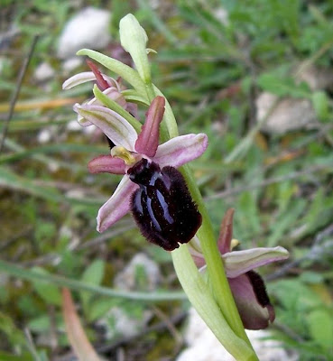 Siponto Ophrys Siponto Ophrys