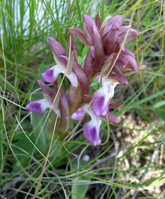 Sac orchid