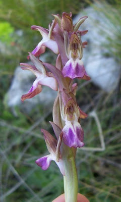 Sac orchid