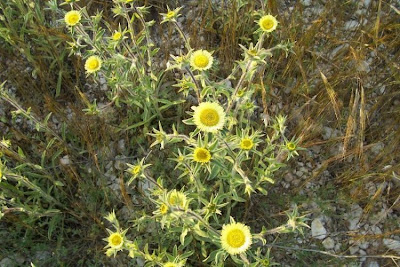 Pallenis spinosa,
Asterisco spinoso,
spiny pallenis