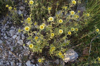 Pallenis spinosa,
Asterisco spinoso,
spiny pallenis