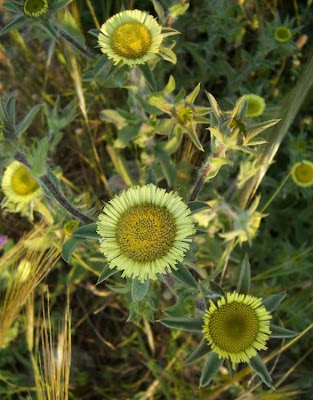 Pallenis spinosa,
Asterisco spinoso,
spiny pallenis
