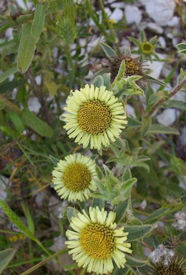 Pallenis spinosa,
Asterisco spinoso,
spiny pallenis