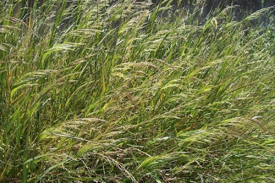 Faux riz-millet