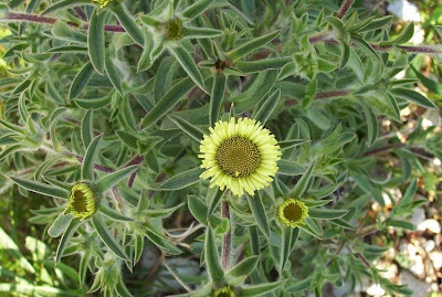 Pallenis spinosa,
Asterisco spinoso,
spiny pallenis
