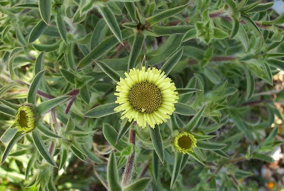 Pallenis spinosa,
Asterisco spinoso,
spiny pallenis