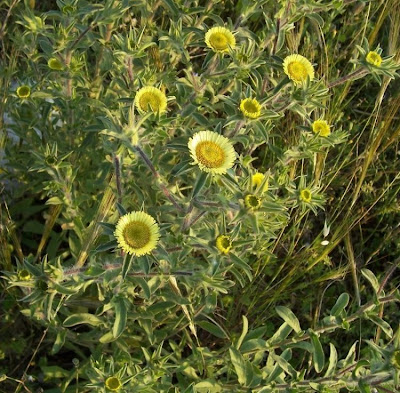 Pallenis spinosa,
Asterisco spinoso,
spiny pallenis