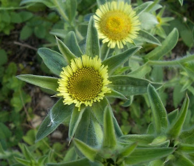 Pallenis spinosa,
Asterisco spinoso,
spiny pallenis