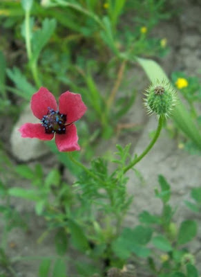 Papaver hybridum L.