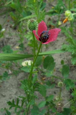 Papaver hybridum L.