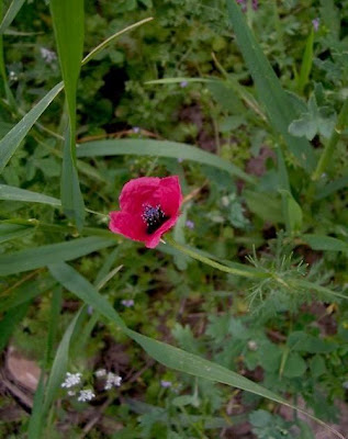 Papaver hybridum L.